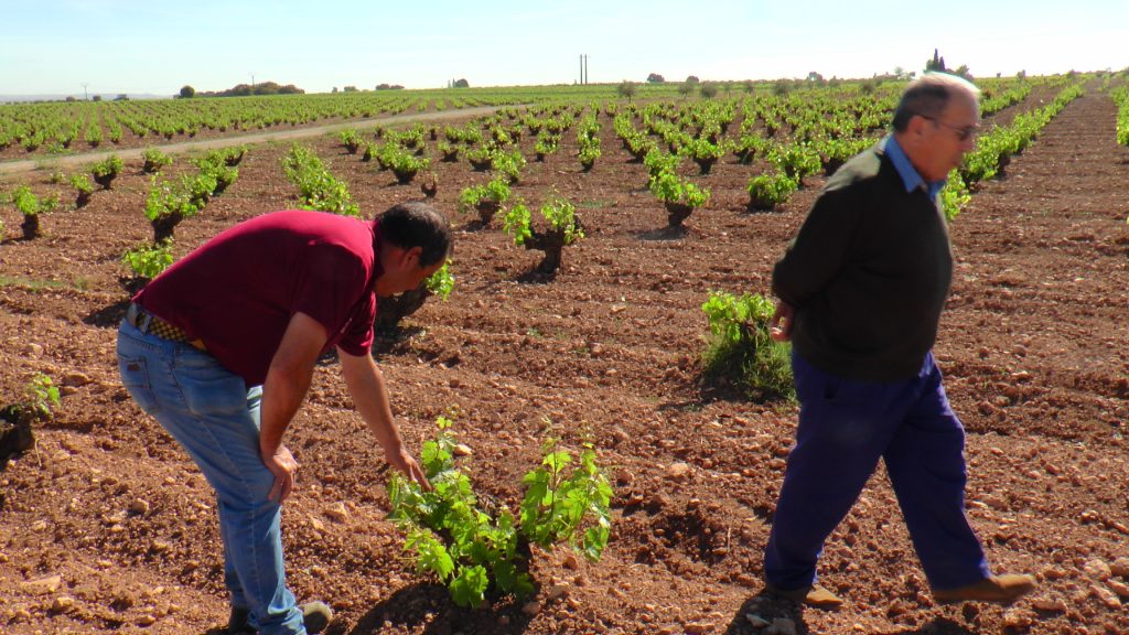 agricultores en La Mancha pendientes de la floración