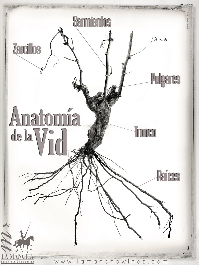 Anatomia-Vid