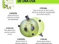 Infografia-anatomia-de-una-uva