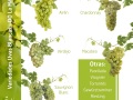 Infografia-variedades-de-uva-blanca-en-DO-La-Mancha