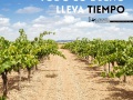 Vitis vinifera grape vines cultivated in making farm vineyard in La Mancha, Spain