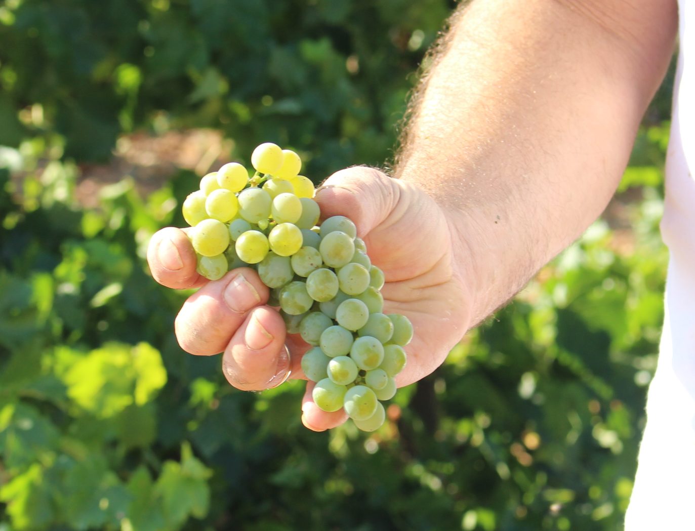 Un viticultor manchego expone un racimo de Sauvignon Blanc