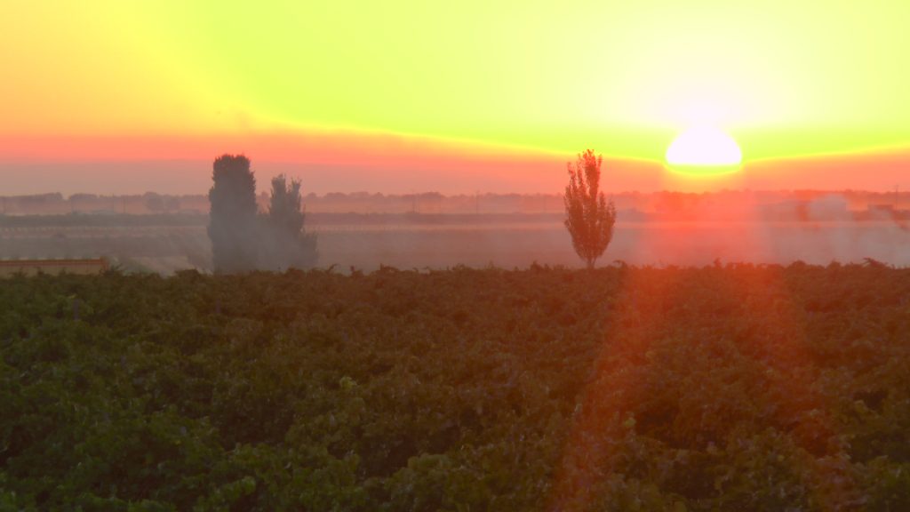 Los primeros rayos de sol como testigos de la vendimia en las primeras variedades