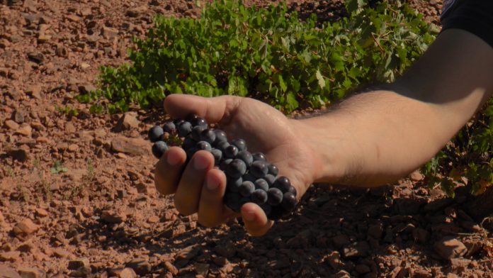 Tinta tempranillo DO La Mancha