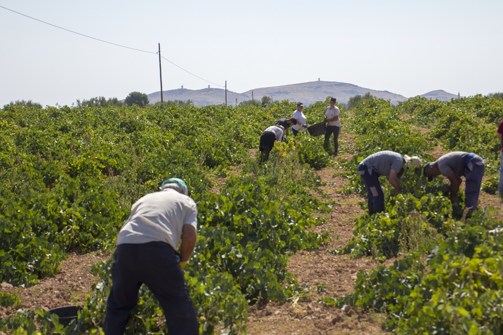 La estampa de las cuadrillas en vendimias es general en todo el viñedo de La Mancha