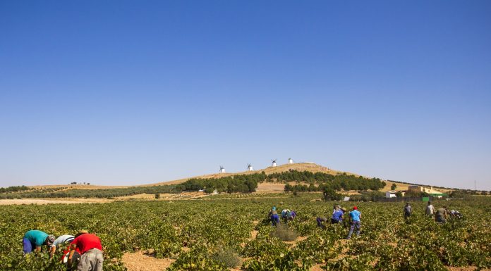 La variedad Airén recogida marca el tramo final de la vendimia en en DO La Mancha