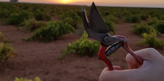 Tijeras de vendimia en un viñedo DO La Mancha