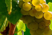 Uva Airén - Viticultura y características de la planta