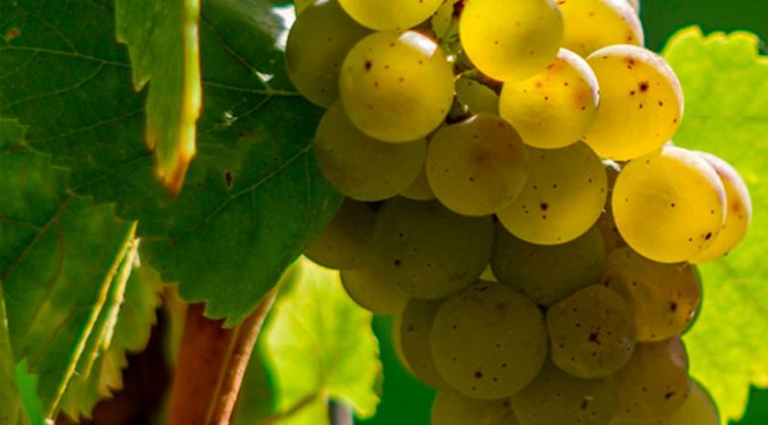 Uva Airén - Viticultura y características de la planta