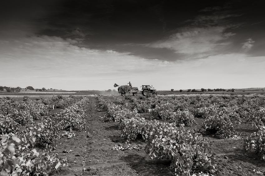 Trabajos vitivinñcolas en La Mancha