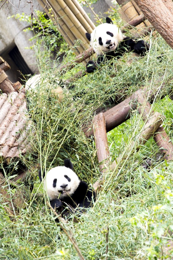 Chengdú conserva la mayor reserva de osos panda del mundo