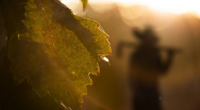 El viñedo, clave para evitar la despoblación en Castilla La Mancha
