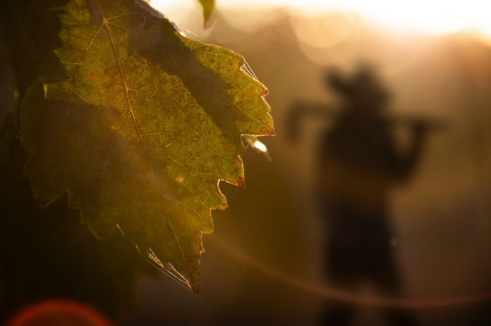 El viñedo, clave para evitar la despoblación en Castilla La Mancha