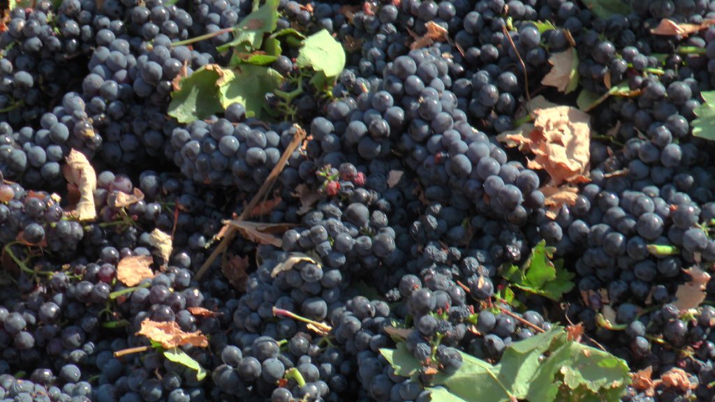 Variedad tempranillo