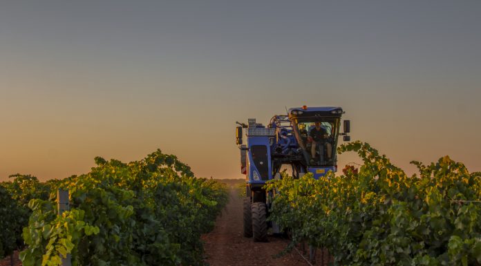 Vendimia mecanizada de la variedad chardonnay en DO La Mancha