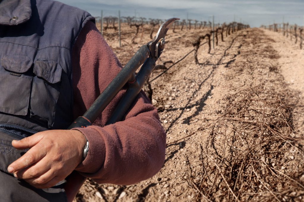 Las labores de poda exigen jornales de trabajo todo el año en el viñedo