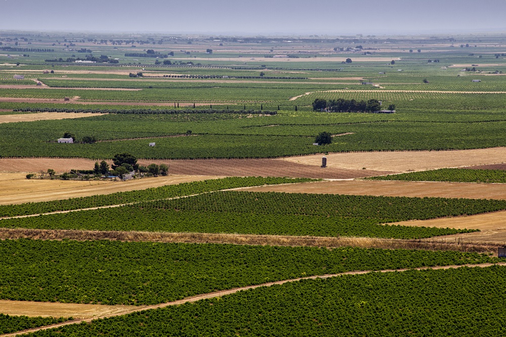 La Mancha Y El Viñedo Exponentes Fundamentales De La Sostenibilidad