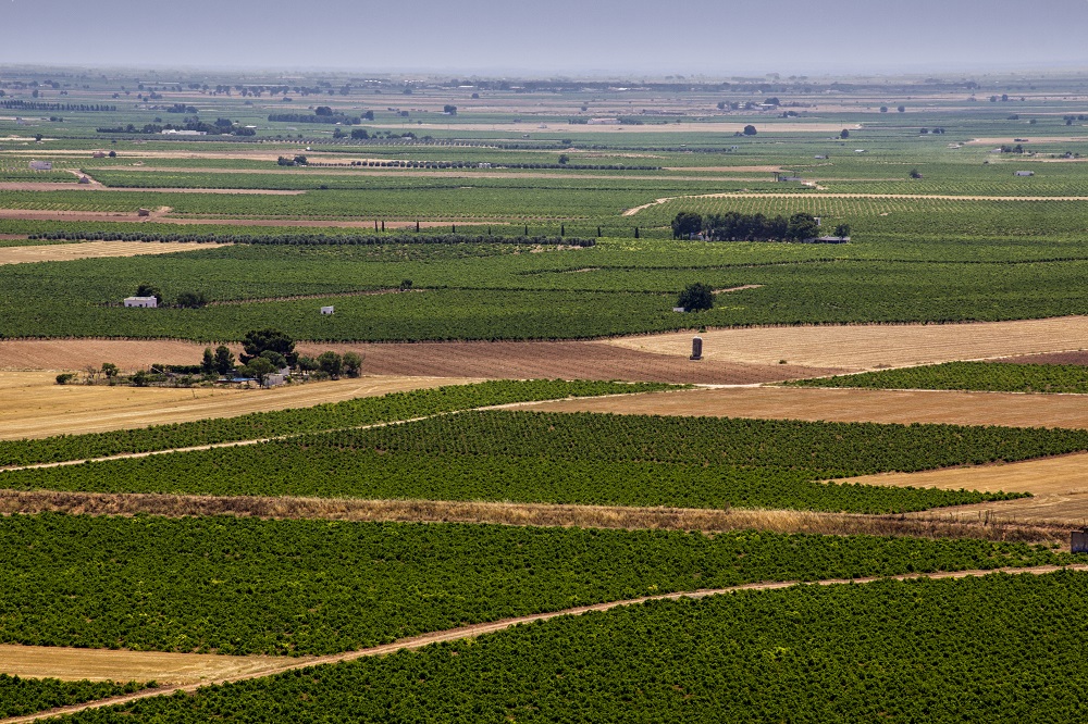 Overhead view of a La Mancha vineyard