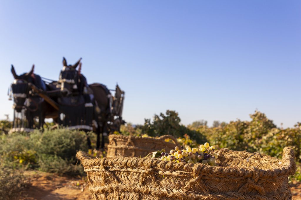 The grape harvest of yesteryear