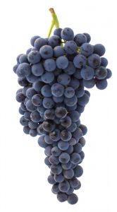 Racimo uva merlot