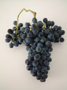 Racimo uva syrah