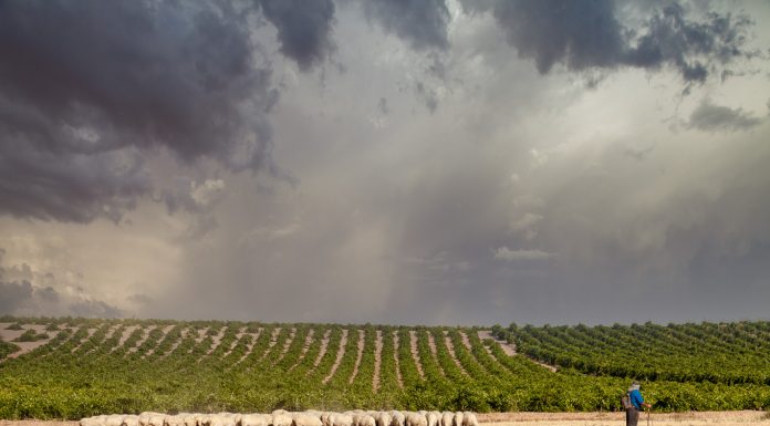 Imagen de Luna de la Ossa para los vinos DO La Mancha