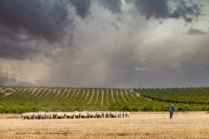 Imagen de Luna de la Ossa para los vinos DO La Mancha