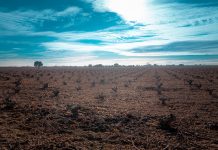 Viñedo en La Mancha en invierno
