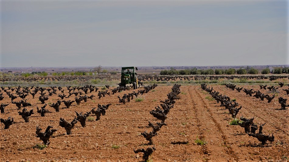 Tractor en labores agrícolas en un viñedo de La Mancha