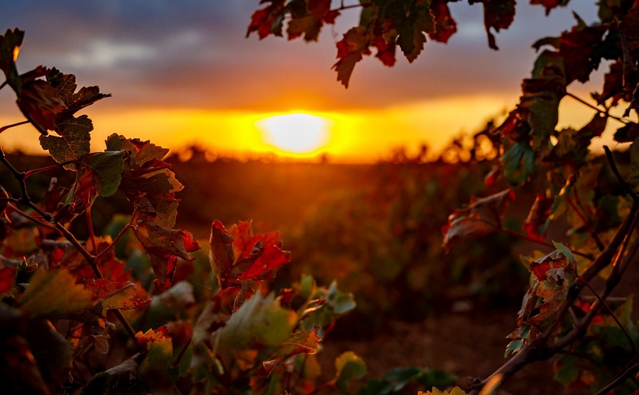 El viñedo de La Mancha al amanecer