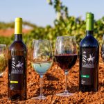 Uvas, vinos y viñedos en La Mancha