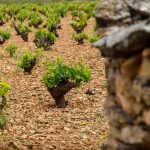 Vinedo de vaso en La Mancha, una de las claves de su sostenibilidad