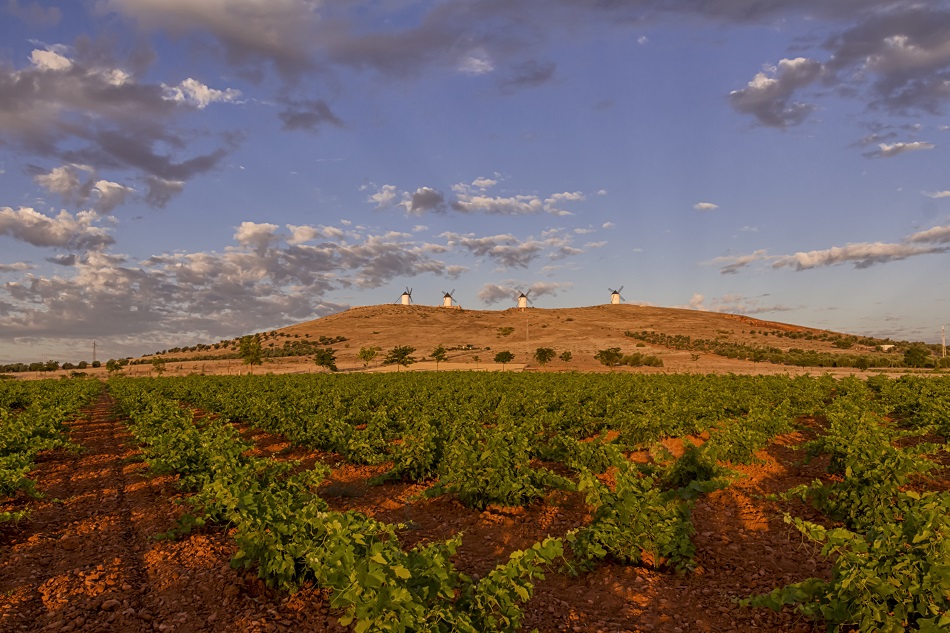 Vineyard in La Mancha alongside windmills 