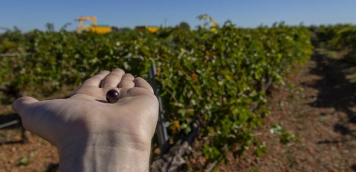 La Mancha es lider de cultuvo de vid ecológico en 2020