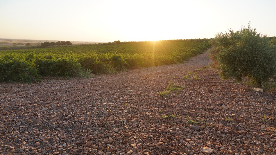 El amanecer en las mañanas de agosto señala la vendimia en La Mancha