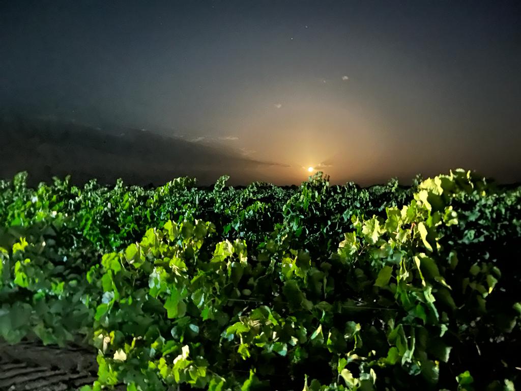 Vendimia nocturna de chardonnay en La Mancha