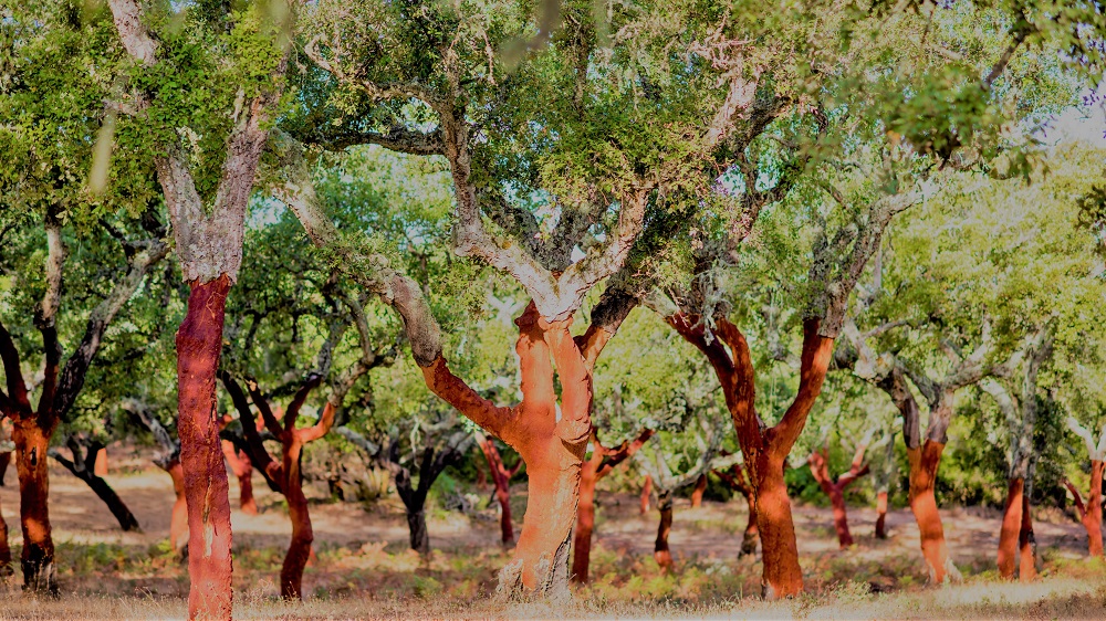 Bosque de alcornorques, descorchados en Portugal