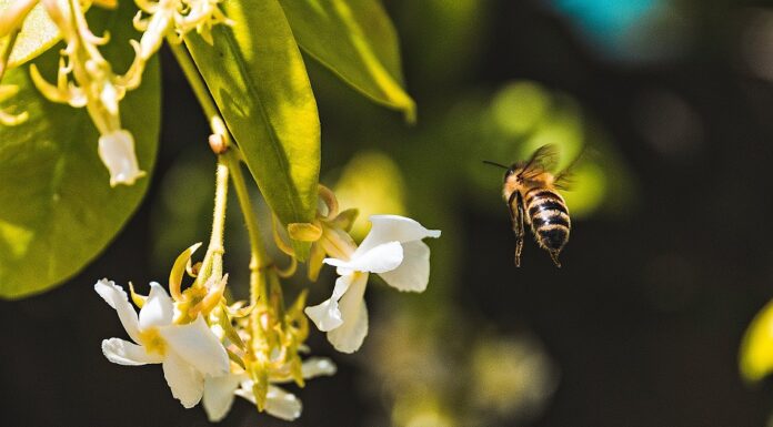 Las abejas son hoy imprescindibles en su polinización. Foto de @andreasonda