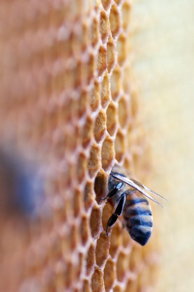 Una abeja obrera en su panal. Imagen de @wolfgang_hasselmann