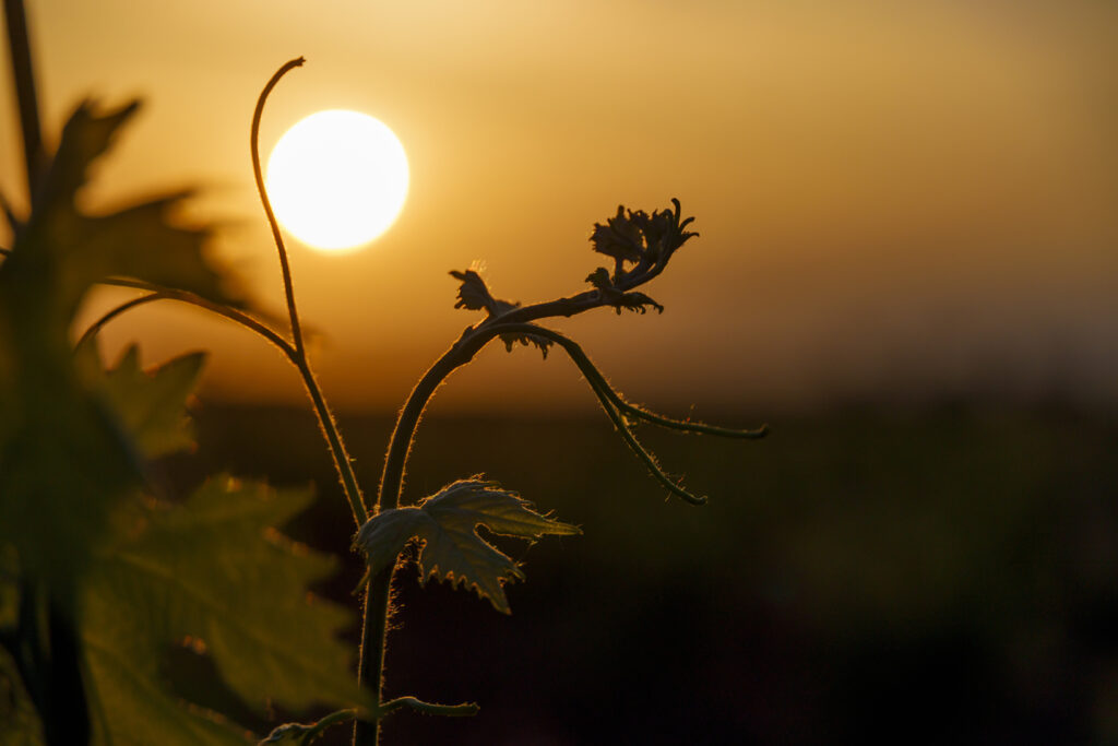 Verano es sinónimo de mayor número de horas de sol y eventos