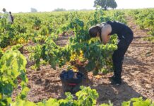 Una joven vendimia una cepa de tinta tempranillo para Bodega El Vínculo