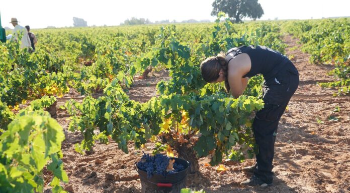 Una joven vendimia una cepa de tinta tempranillo para Bodega El Vínculo