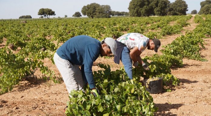 Cuadrillas de vendimiadoreds recogen la variedad Airén