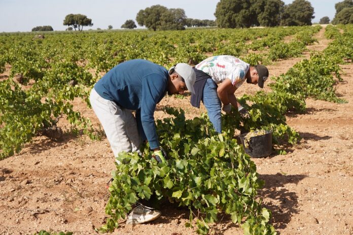 Cuadrillas de vendimiadoreds recogen la variedad Airén