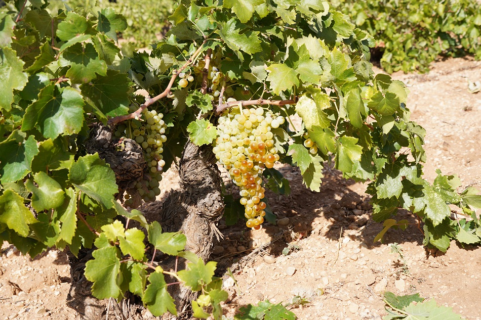 Variedad Airén en cepa de secano