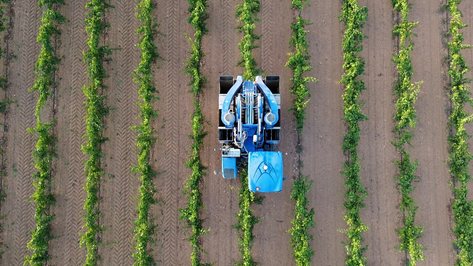 Arranca la vendimia 2025 en DO La Mancha con las primeras variedades blancas
