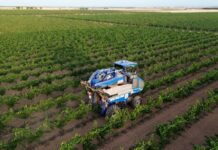 Comienza la vendimia 2025 en DO La Mancha con las primeras variedades blancas