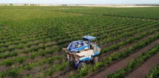 Comienza la vendimia 2025 en DO La Mancha con las primeras variedades blancas