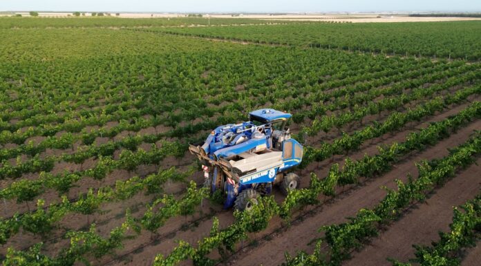 Comienza la vendimia 2025 en DO La Mancha con las primeras variedades blancas