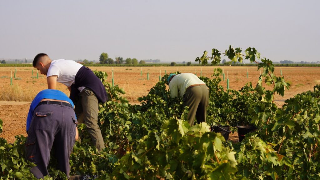 Cuadrillas de vendimia manual en La Mancha